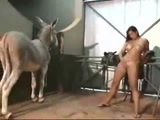 Horse having sex