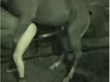 Horse sex stories